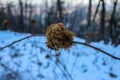 There are ball-shaped growths on the wild blackberry branch. The growth is reminiscent of tiny root hairs. Roots. Snow in the Royalty Free Stock Photo