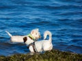 Is there a ban on bringing animals to the beach?