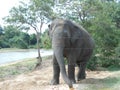 Asian elephant of sri lanka Royalty Free Stock Photo