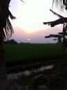 beatiful sunset at paddy field