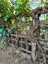 Wooden rustic fence with plants growing on it Royalty Free Stock Photo