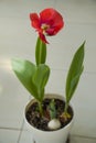 There is a beautiful noble red tulip in the white flowerpot