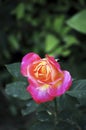 There is a beautiful and perfect pink rose in the green lawn Royalty Free Stock Photo