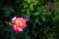 There is a beautiful and perfect pink rose in the green lawn Royalty Free Stock Photo