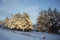 There are beautiful snow-covered fir trees along the road. Winter landscape under a clear blue sky. Royalty Free Stock Photo