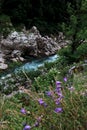 There are beautiful wild flowers and various herbs. Stormy clear transparent mountain river with bluish tinge from sky flows