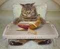 Cat in bed and banana