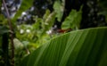 There is a big Orange Dragonfly grasshopper sitting on the green banana leaves. Images of natural beauty