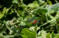 There is a big red Dragonfly grasshopper sitting on the bud of a pumpkin tree