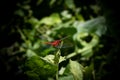 There is a big red Dragonfly grasshopper sitting on the bud of a pumpkin tree