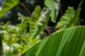 There is a big red Dragonfly grasshopper sitting on the green banana leaves. Images of natural beauty