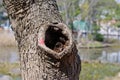 Old trunk with a hole Royalty Free Stock Photo