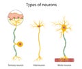 Three main types of neurons: sensory, interneuron and motor