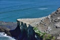 Gannet in Birds island Royalty Free Stock Photo