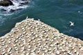 Gannets Island Royalty Free Stock Photo