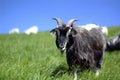 There is a black goat on the green grass on the hillside
