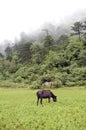 There is a black wild horse eating grass in the forest at the foot of the mountain Royalty Free Stock Photo