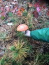 New york long island boletes mushrooms hunting