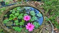 There is a bowl of water that contains two pink water lilies, and there is also a pond that is filled with lilypads.