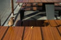 There is bread on the table and a Sparrow flies to it