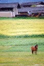 There is a brownish red wild horse on the green grass