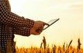 There is a businessman on a field of ripe wheat and is holding a Tablet computer. Royalty Free Stock Photo