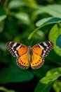 A butterfly picture on a leaf, Generative AI Royalty Free Stock Photo