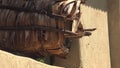 Beekeeping With Traditional Wicker Basket, Log and Skep Beehive