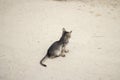 there is a cat sitting on soil and The background is earthy and blurry