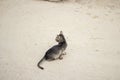 there is a cat sitting on soil and The background is earthy and blurry