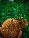 There is a coconut in the dense grass forrest Royalty Free Stock Photo
