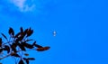 Airplane flying across the full moon in the blue sky during magic hour . Royalty Free Stock Photo