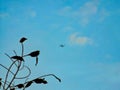 Airplane flying across the full moon in the blue sky during magic hour .