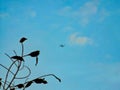 Airplane flying across the full moon in the blue sky during magic hour . Royalty Free Stock Photo