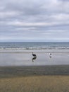 There are countless water birds on the beach looking for food