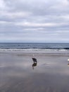 There are countless water birds on the beach looking for food