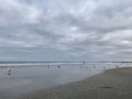 There are countless water birds on the beach looking for food