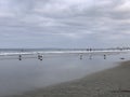 There are countless water birds on the beach looking for food