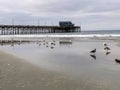 There are countless water birds on the beach looking for food