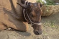 there is a cow head and The background is earthy and blurry