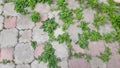 There is a crack overgrown with grass on the gray tile sidewalk Royalty Free Stock Photo