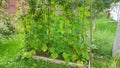 There are cucumbers growing in the vegetable garden in summer. Among the grassy lawn is a vertical cucumber bed. On the stalks han Royalty Free Stock Photo