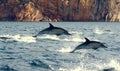 Leaping Dolphins