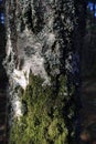 Moss and lichen on a tree trunk on the Curonian Spit, Russia