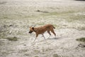 there is a dog there are many duck in the pond and The background is earthy and blurry