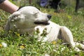 Cute dog lies on ground