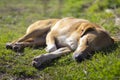 Cute dog lies on ground