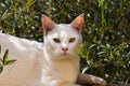 White cat posing in the sun