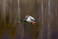 A duck flying over water Royalty Free Stock Photo