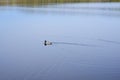 There is a duck in the lake Royalty Free Stock Photo